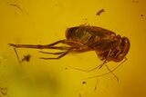 Fossil Immature Barklouse (Psocoptera) & Fly (Diptera) in Baltic Amber #183605-2